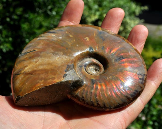 AA Opalized Ammonite Fossil LARGE Red Fire Nautilus Shell, Craspedodiscus Discofalcatus