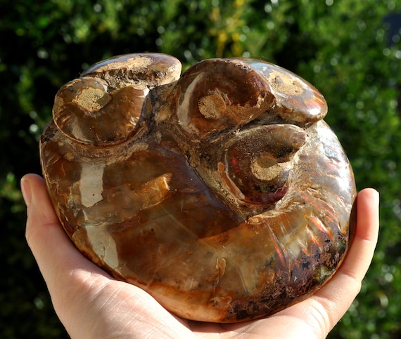 RARE XL Opalized Ammonite Fossil Cluster Collectors Item, 31.11 Oz
