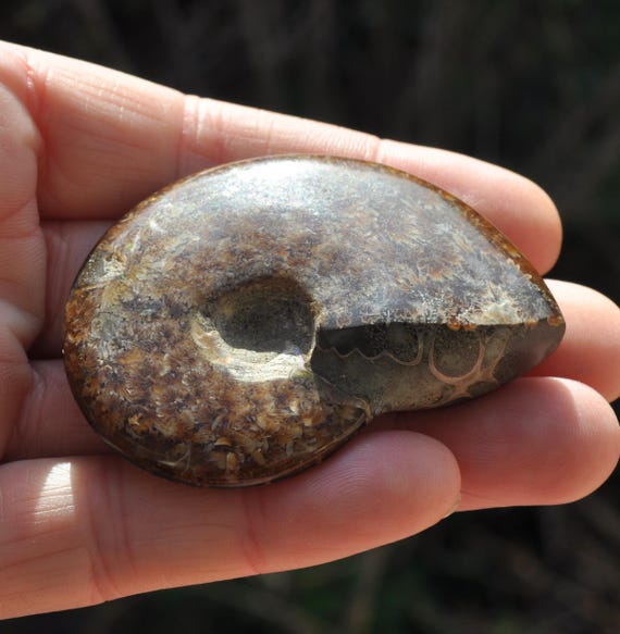 Ammonite Nautilus Shell