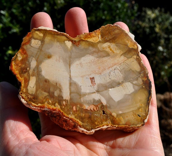 PETRIFIED WOOD, Fossilized Wood SLAB - Polished on both sides 160g - 5.64Oz