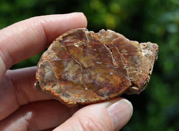 Crystallized Wood Slice from Madagascar, Polished Fossilized Wood -  54 grams