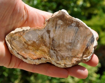 Polished Petrified Wood Slice from Madagascar, Fossilized Wood -  157g -  5.54Oz