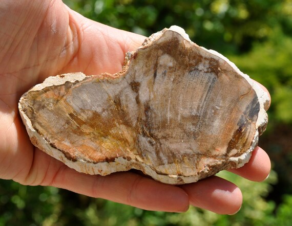 LARGE Polished Petrified Wood Slice from Madagascar, Fossilized Wood -  157g -  5.54Oz