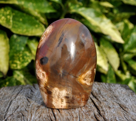 PETRIFIED WOOD Freeform Sculpture Freestanding Polished Crystallized Wood 368g - 13Oz
