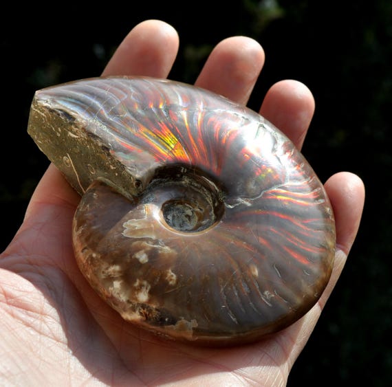RED FIRE Opalized Ammonite Fossil LARGE 180g - 6.34Oz Nautilus Shell, Craspedodiscus Discofalcatus