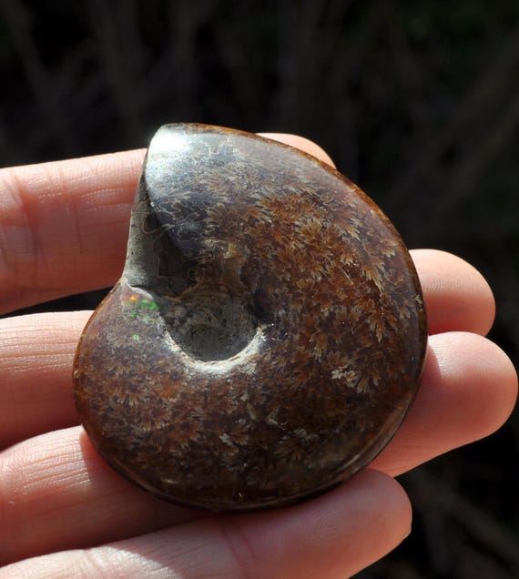 Ammonite Nautilus Shell