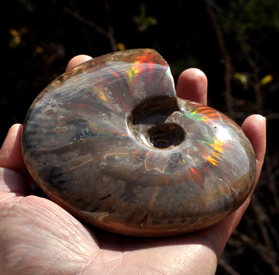 XL OPALIZED Ammonite Fossil 403g - 14.21Oz Red Fire Nautilus Shell