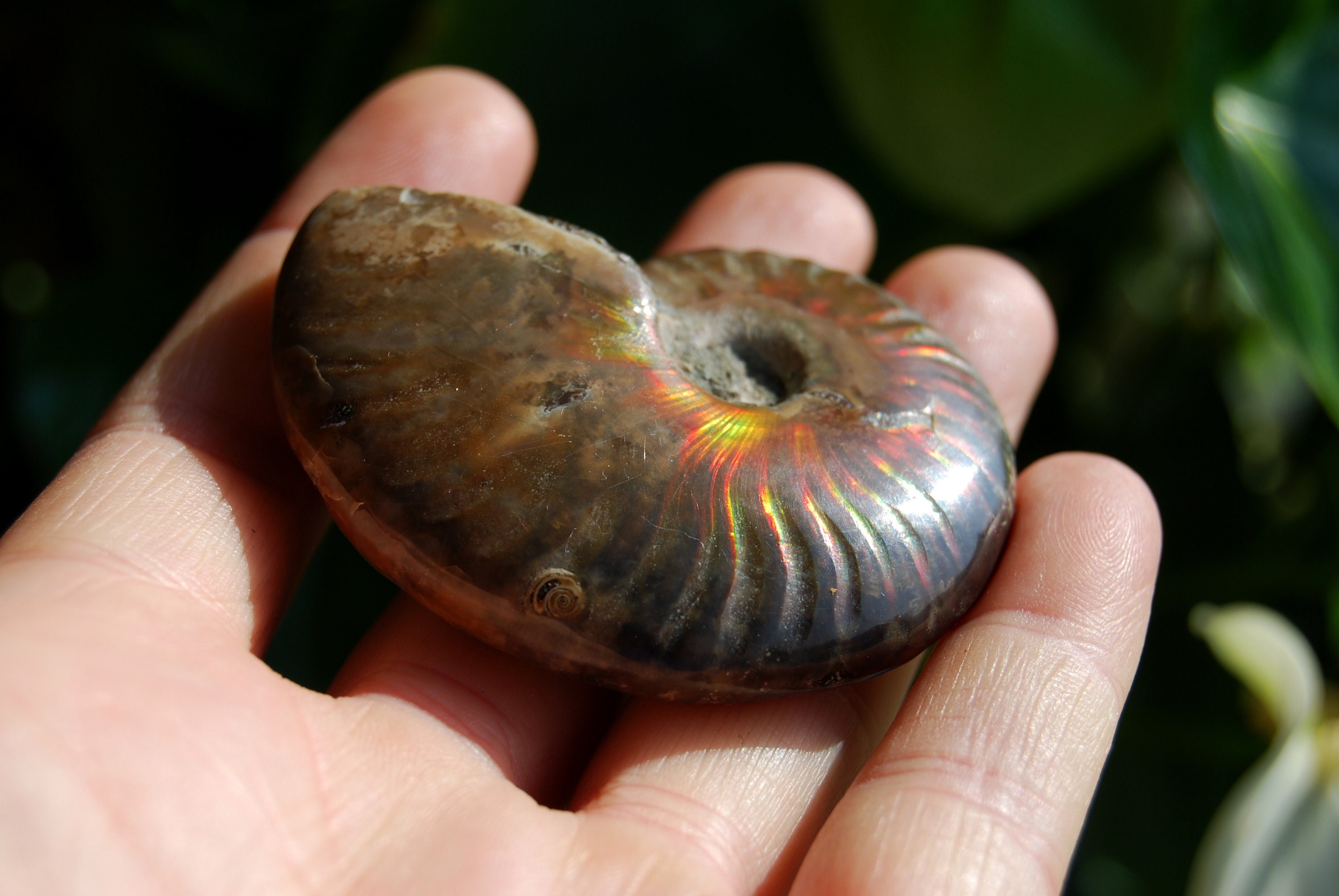 Opalized Ammonite Fossil Nautilus Shell Craspedodiscus Discofalcatus Opalized Ammonite Fossil Nautilus Shell Craspedodiscus Discofalcatus
