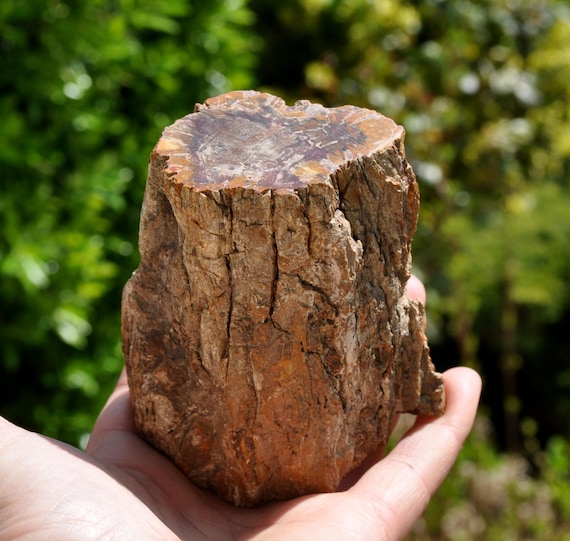 500g PETRIFIED WOOD Trunk - Polished on both Sides - Freestanding Crystallized Wood