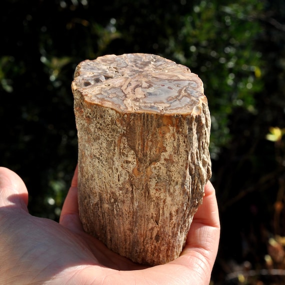 PETRIFIED WOOD Trunk Polished on both Sides - Freestanding Crystallized Wood 445g