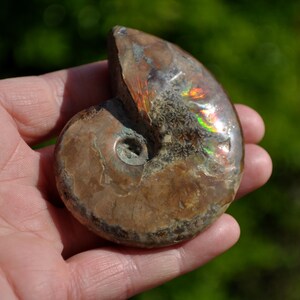 Può includere: Un fossile di ammonite lucidata, tenuto in mano, mostra colori iridescenti di rosso, arancione e verde. La forma a spirale e la superficie dettagliata del fossile sono visibili, mostrando i suoi modelli e le sue trame naturali. Il fossile è di colore marrone chiaro.