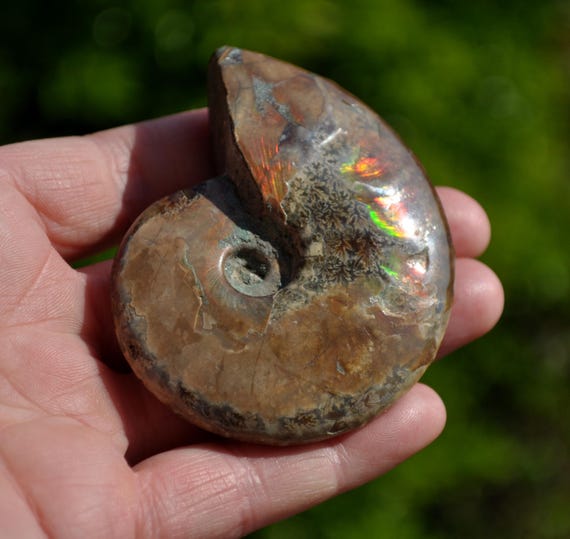 Opalized Ammonite  FOSSIL 88g - 3.14Oz - Nautilus Shell