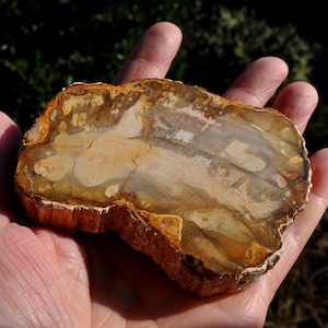 BOIS PÉTRIFIÉ, DALLE de bois fossilisé - Poli des deux côtés 160 g - 5,64 oz