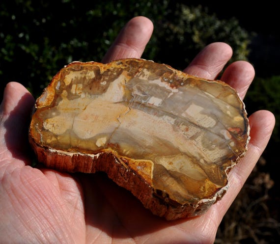 PETRIFIED WOOD, Fossilized Wood SLAB - Polished on both sides 160g - 5.64Oz