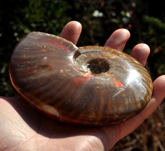 LARGE Opalized Ammonite Fossil, Nautilus Shell, Craspedodiscus Discofalcatus 399g - 14.07Oz