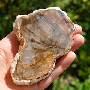 GRANDE tranche de bois pétrifié poli de Madagascar, bois fossilisé - 157 g - 5,54 oz