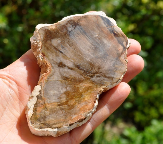LARGE Polished Petrified Wood Slice from Madagascar, Fossilized Wood -  157g -  5.54Oz