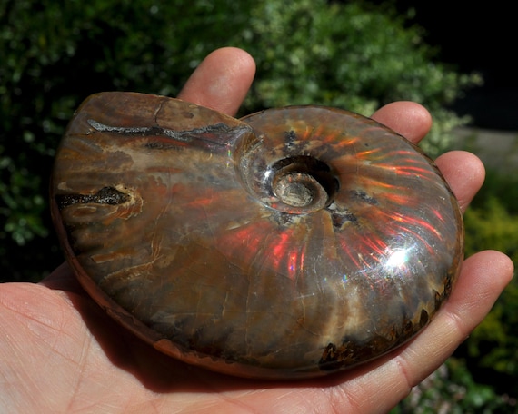 OPALIZED Ammonite Fossil LARGE Red Fire Nautilus Shell 280g - 9.87Oz