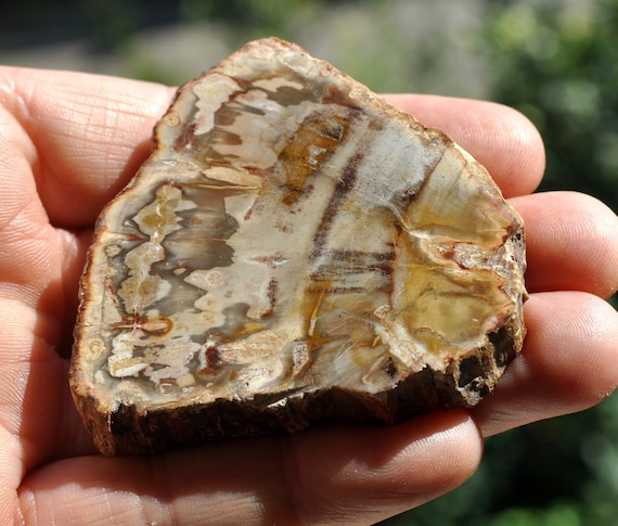 Polished Petrified Wood Slice from Madagascar, Fossilized Wood -  47 grams - Polished on one side