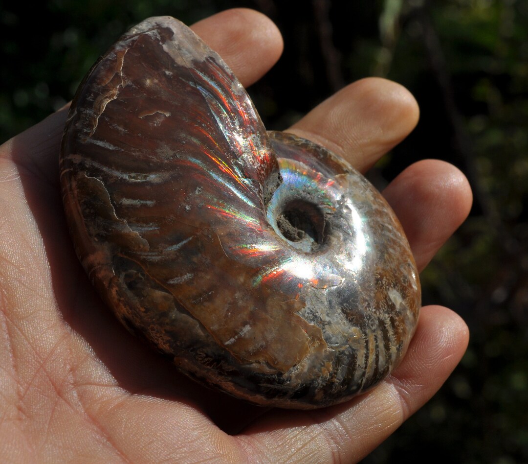 Opalized Ammonite Fossil 120g FREE Shipping Nautilus Shell - Etsy