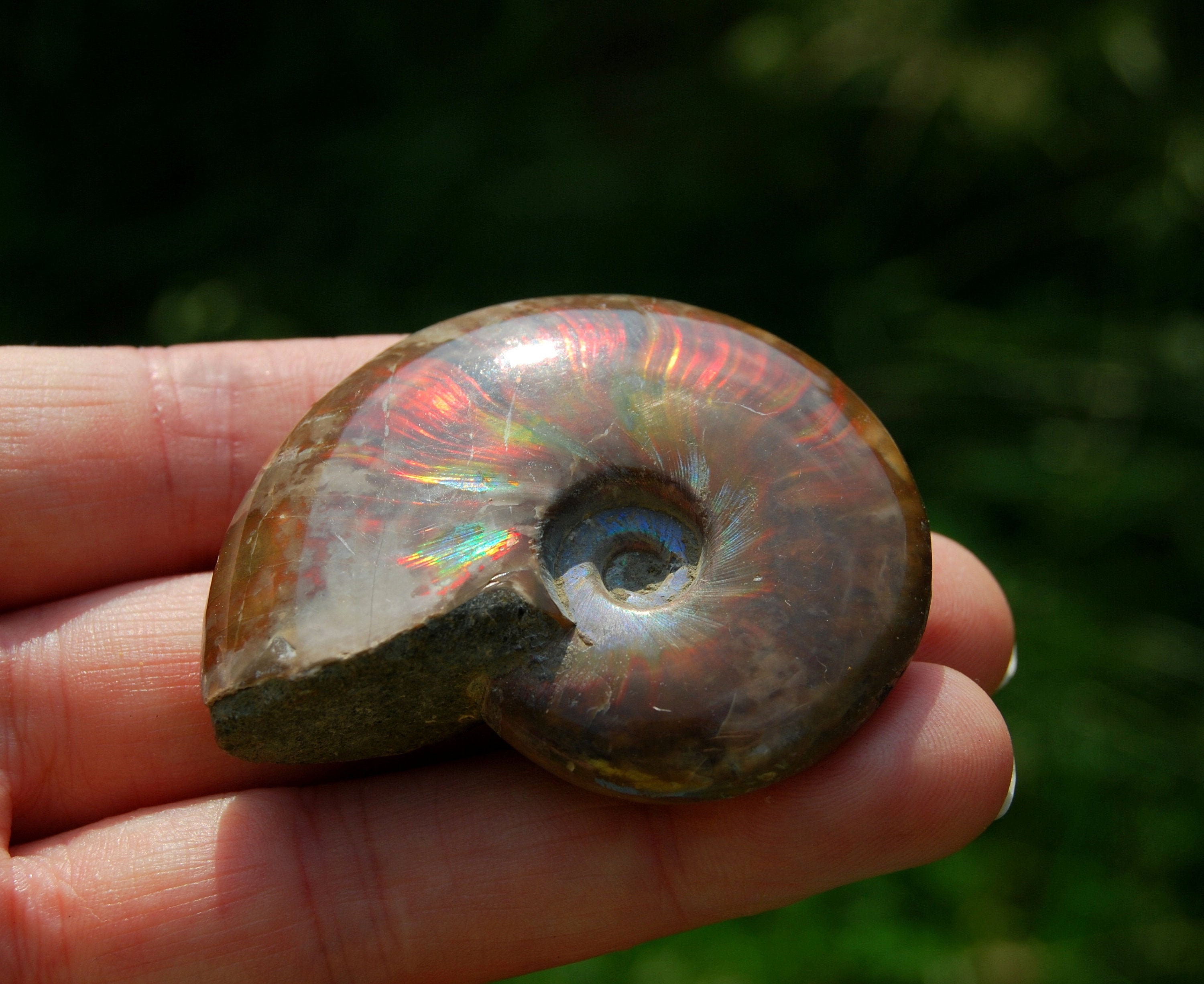 opalized ammonite fossil