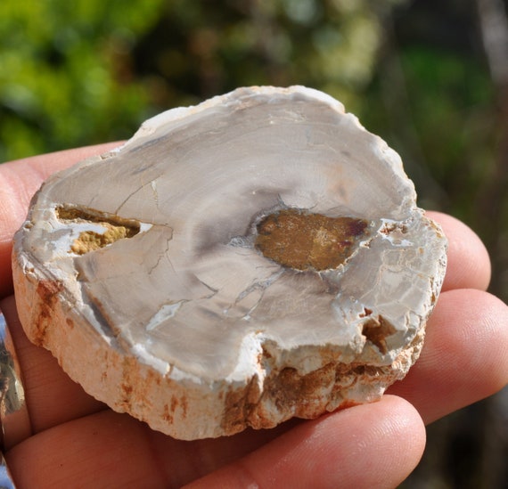 Petrified Wood Slice from Madagascar, Polished Fossilized Wood -  60 grams