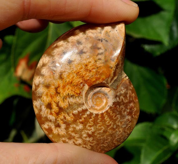 Ammonite 41g - 1.44Oz - FREE Shipping,  Nautilus Shell