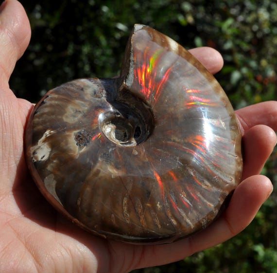 XL OPALIZED Ammonite Fossil Red Fire Nautilus Shell 300g - 10.58Oz