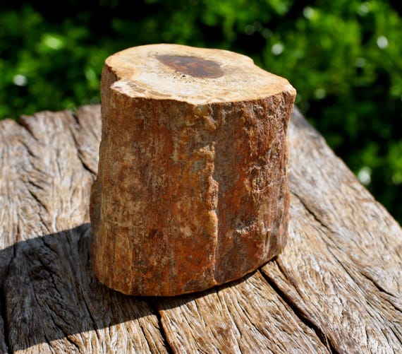 PETRIFIED WOOD Trunk - 475g Polished on both Sides - Freestanding Crystallized Wood