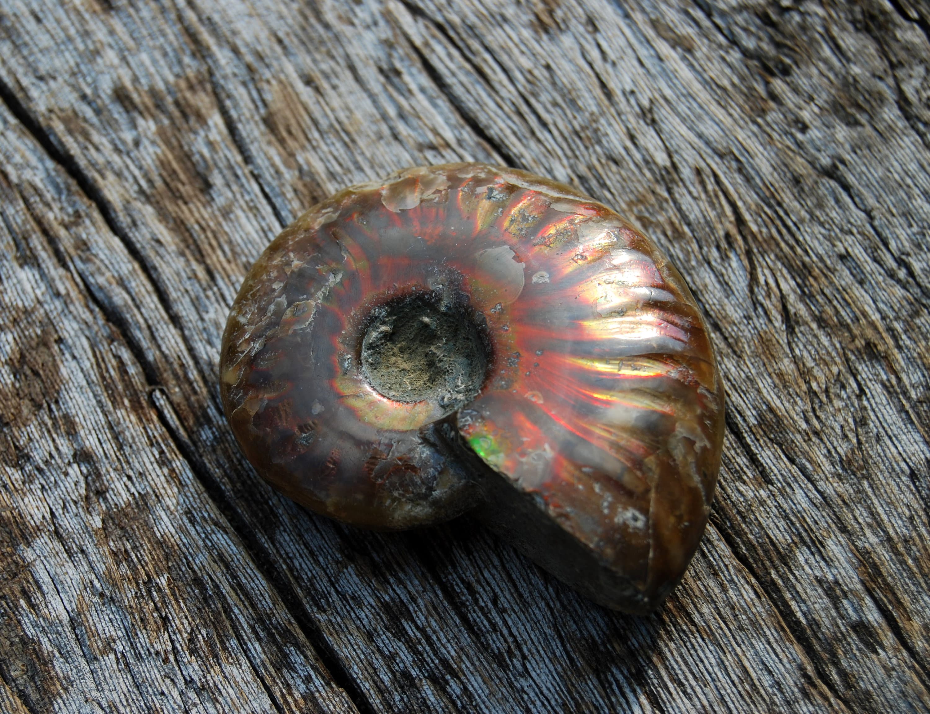 opalized ammonite fossil opalized ammonite fossil