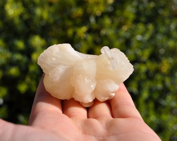 STILLBITE Bow Tie Cluster - 79 grams