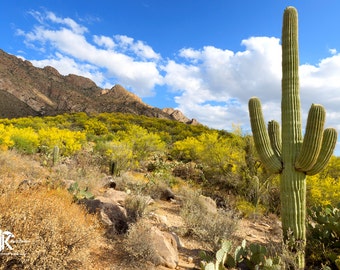 Saguaro Cactus with Blooming Palo Verde in the Santa Catalina Mountains Photograph - Sonoran Desert in Tucson, Arizona
