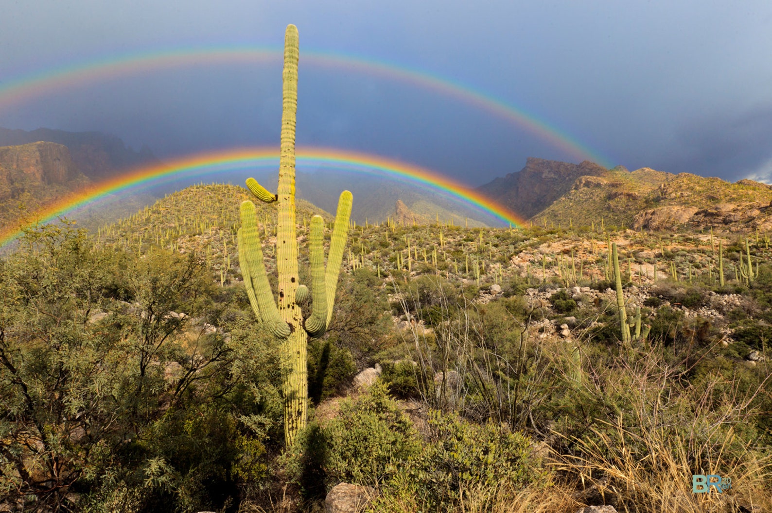 Saguaro Cactus in the Sonoran Desert With a Double Rainbow Photograph ...