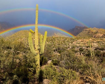 Saguaro Cactus in the Sonoran Desert with a Double Rainbow Photograph - Tucson, Arizona