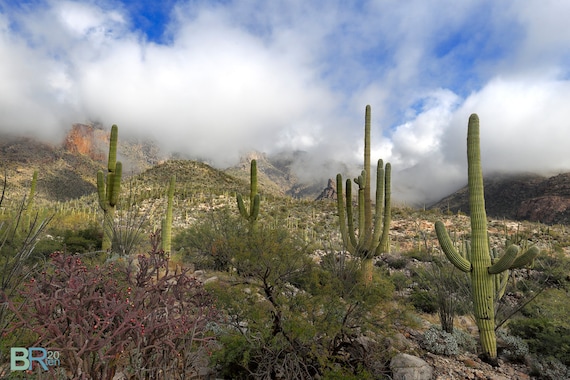 Cactus Saguaro del Desierto de Sonora -  España