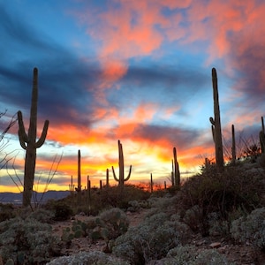 Saguaro Cactus in the Sonoran Desert at Sunset Photograph - Etsy