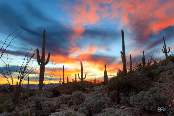 Saguaro Kaktus in der Sonora-Wste bei Sonnenuntergang Fotografie - Tucson,  Arizona - Etsy Schweiz