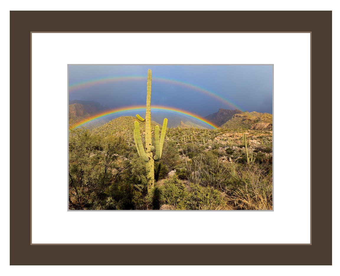 Saguaro Cactus in the Sonoran Desert With a Double Rainbow Photograph ...