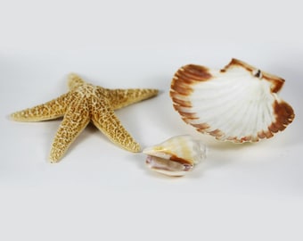 Collection of Natural Sea Shells and See Star Fish