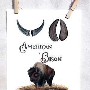 Bison | Bison Kunstdruck | Büffel Kunstdruck | Tier Wand Kunst | Büffel Wand Dekor | Info Grafik | Lernposter