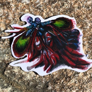 Pegatina de camarón mantis pavo real / Arte de camarón mantis / Pegatina de arte para amantes del océano / Pegatina para computadora portátil / Pegatina de ciencia / Amante de los animales / Arte de tinta
