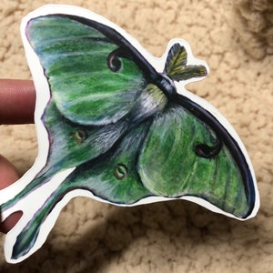 Luna Moth Sticker / Art Print / Moth Sticker / Weather Proof Sticker / Vinyl Sticker / Artist Stickers
