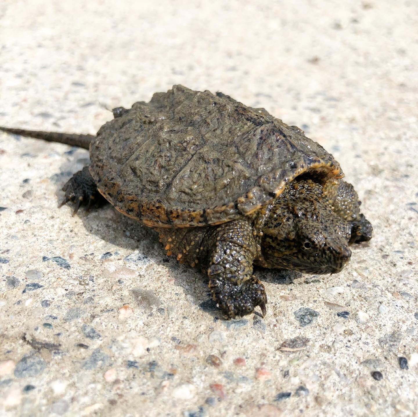 Snapping Turtle Art Print - Etsy