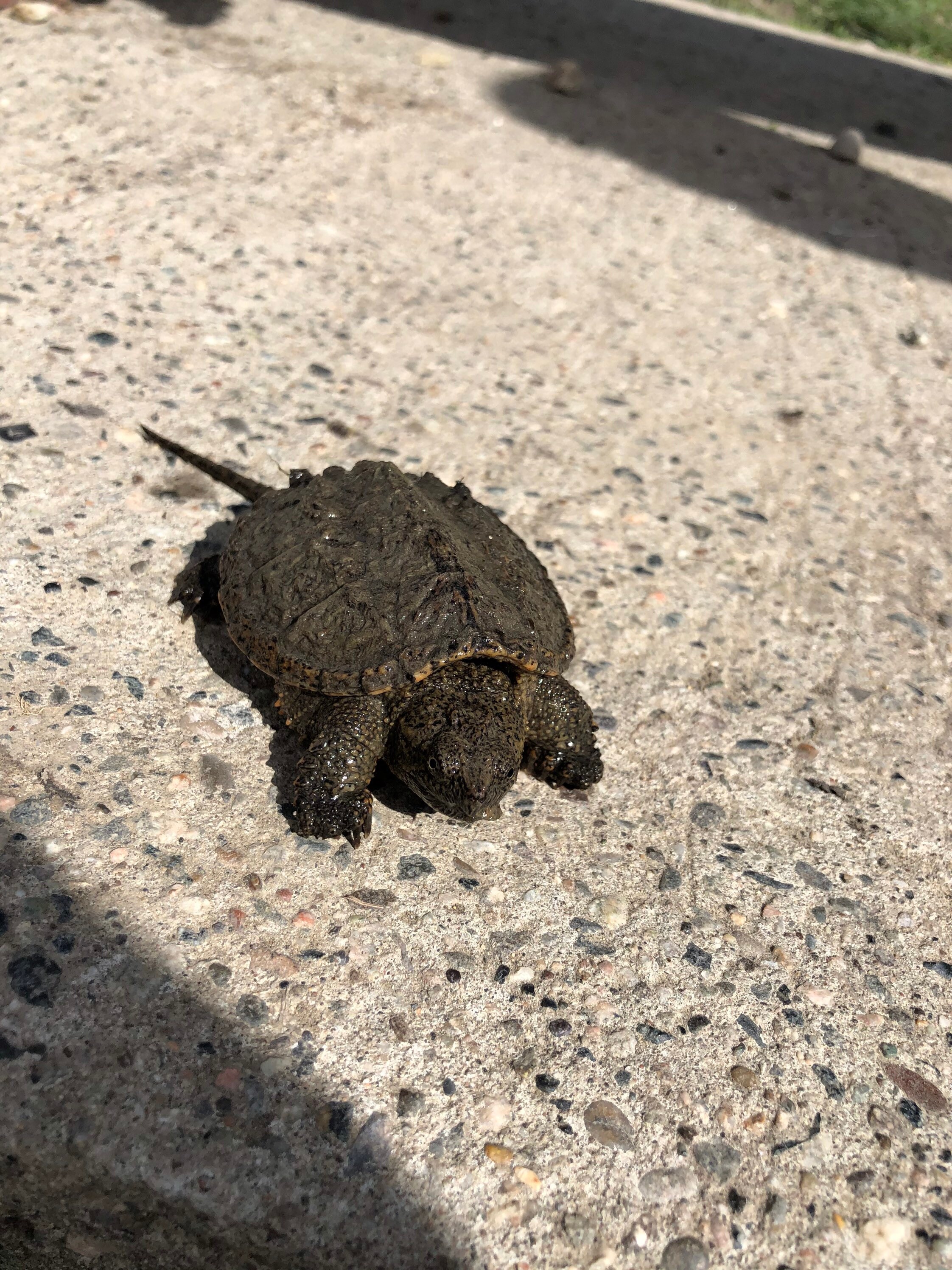 Snapping Turtle Art Print - Etsy