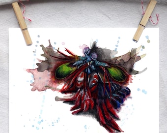 Peacock mantis shrimp  art print of original watercolor painting by Lindsey Munson