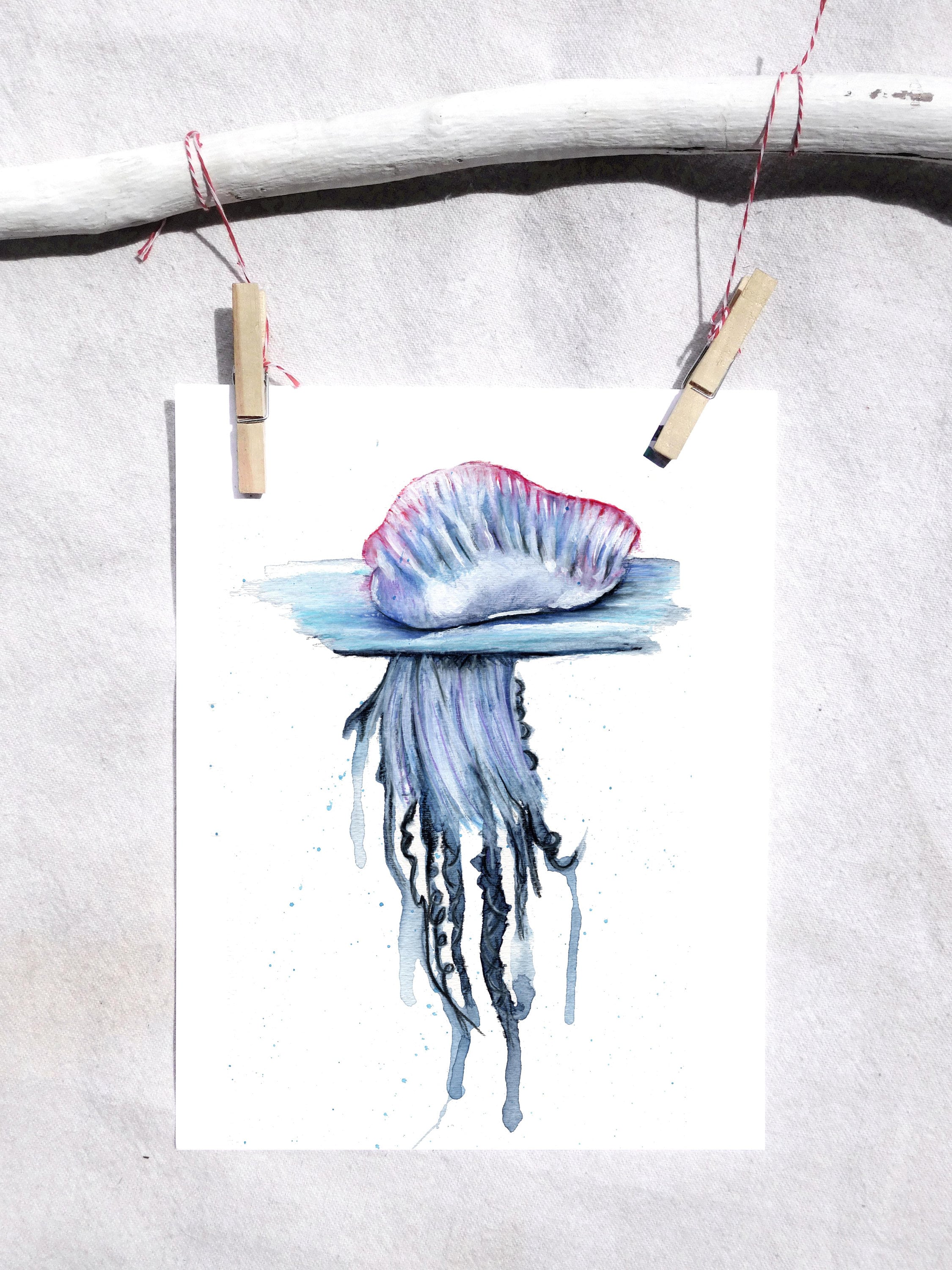 Man O War Jellyfish Drawing
