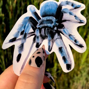 Autocollant Spider Art | Tarentule Autocollant | Autocollants d’animaux | autocollants résistants aux intempéries | cadeaux pour les garçons | autocollant d’ordinateur portable