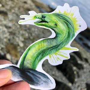 Green Moral Eel Sticker / Moray Eel Art Print / Reef Animal Print / Stickers for Hydro Flask / Uv Proof / Ocean Art Print / Eel Art