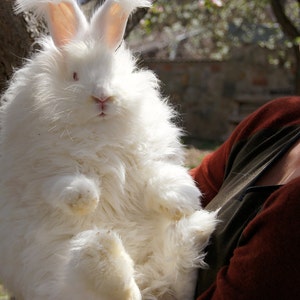 May include: A person holding a large, fluffy white Angora rabbit. The rabbit has long, silky fur and pink ears.