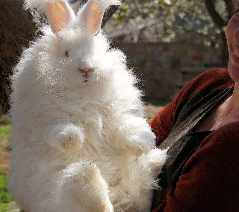 May include: A person holding a large, fluffy white Angora rabbit. The rabbit has long, silky fur and pink ears.